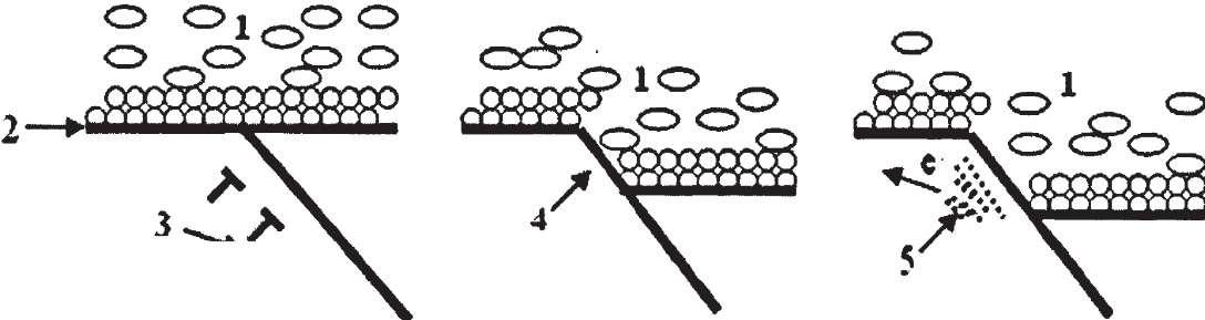 再鈍化過程的循環(huán)往復(fù)。如圖1.3 所示